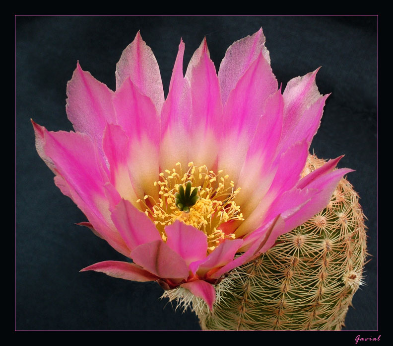 Echinocereus кактус цветок