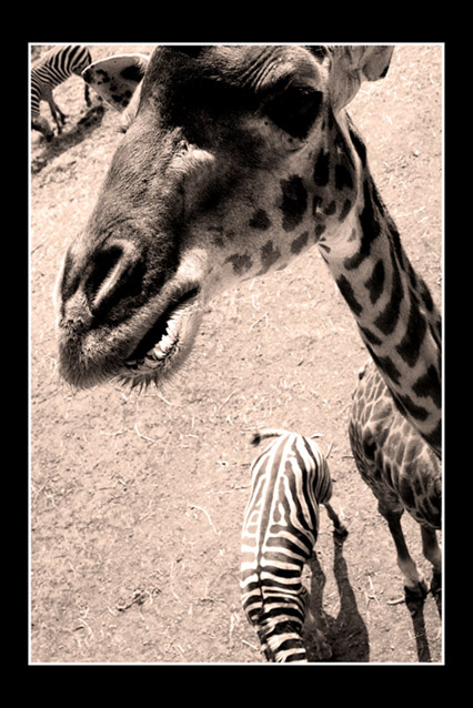 what r u looking at, eh?. жирафа