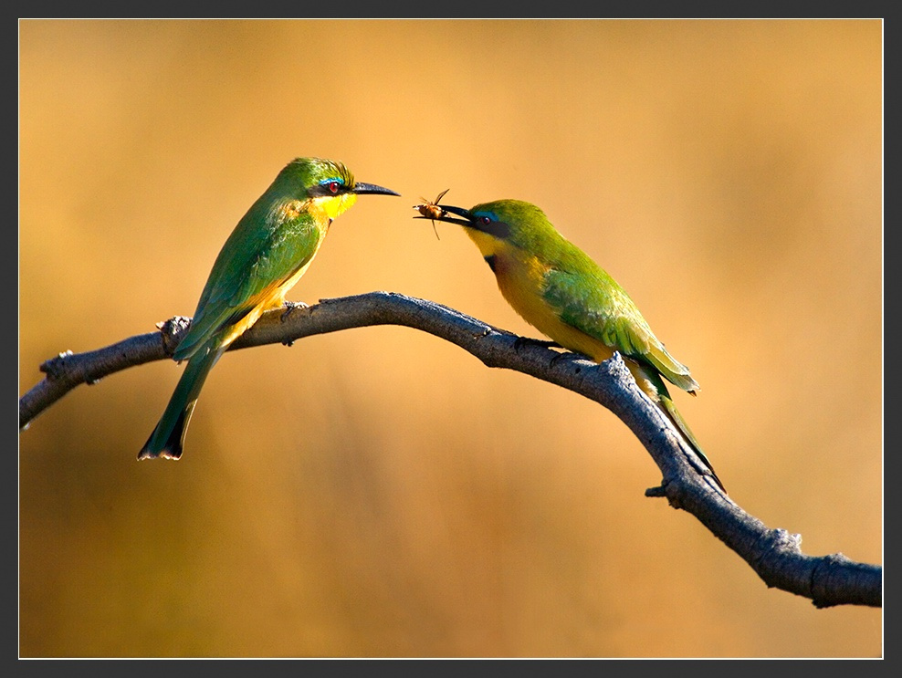 Африка в лицах #29. Пчелка для любимой. Африка Ботсвана Little Bee-Eaters