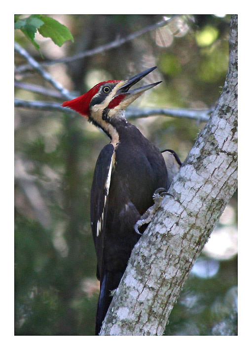 Попанкуем? птица желна хохлатая дятел pileated woodpecker Buescher State Park Texas