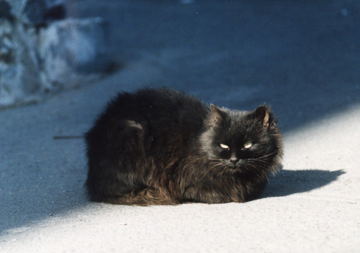 кот на диагонали кот чёрный синяя диагональ