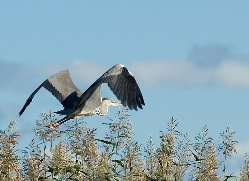 Ardea cinerea цапля
