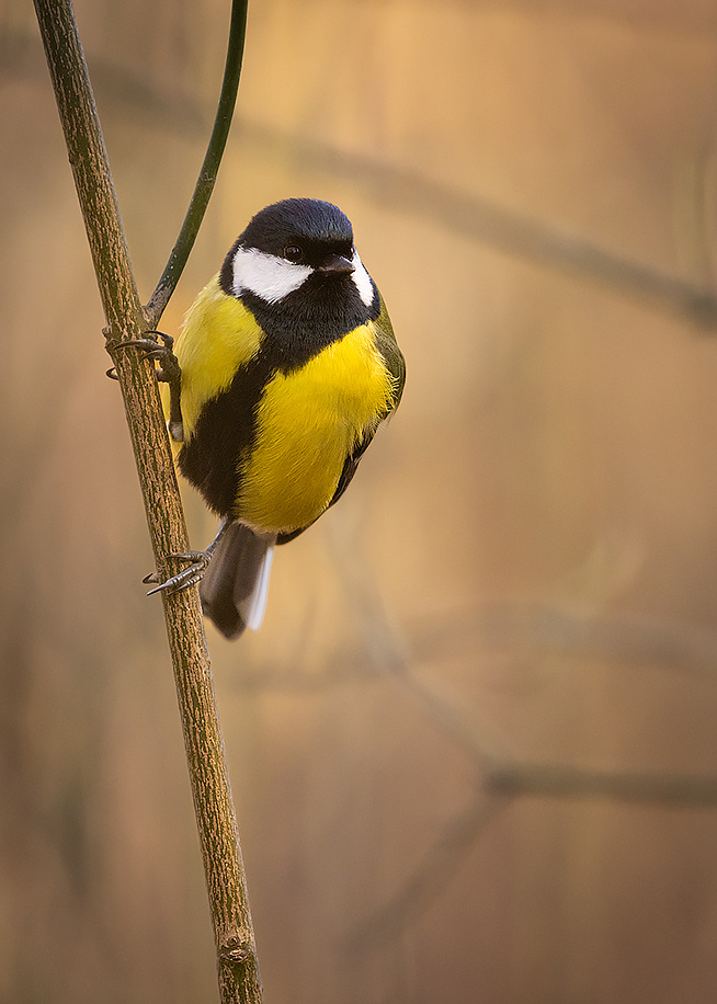 Titmouse 