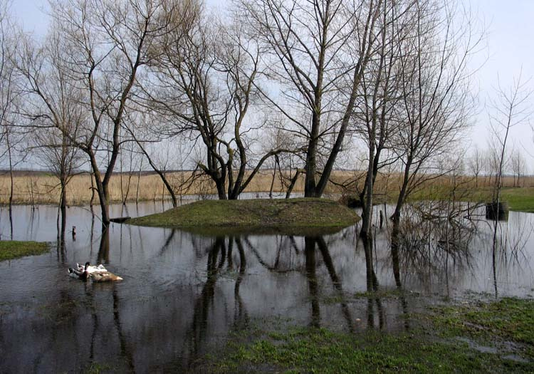 Повінь деревья, вода, кругом