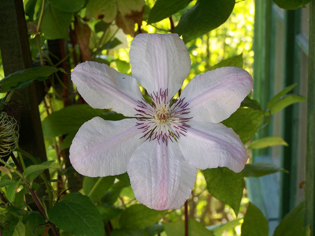 Klematis 