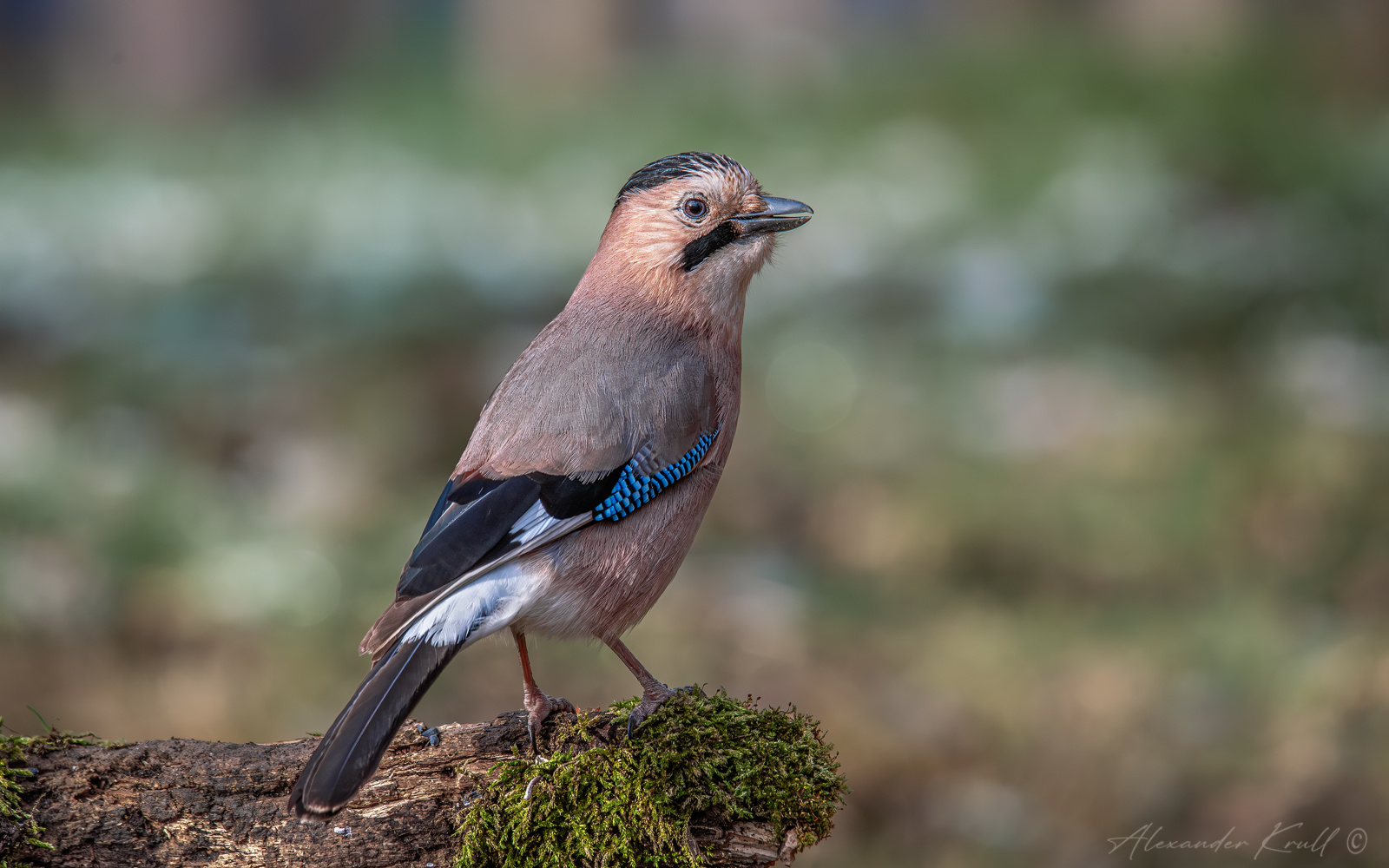 Во всей красе... сойка обыкновенная garrulus glandarius krynicki