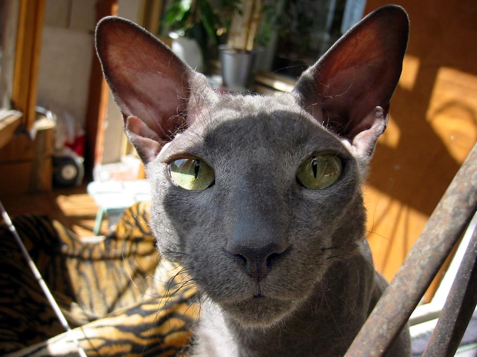 ЧУЖОЙ… кот кошки, сфинксы