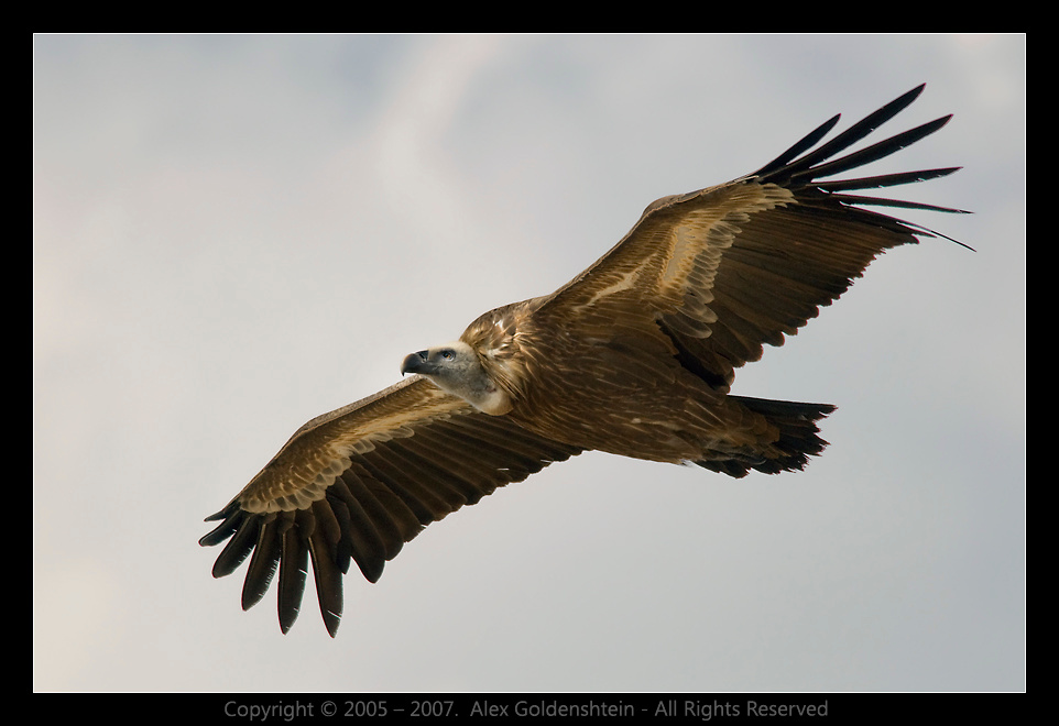 Белоголовый сип (Griffon Vulture). Griffon, Vulture, Белоголовый, сип, (гриф), Гамла, заповедник, Израиль