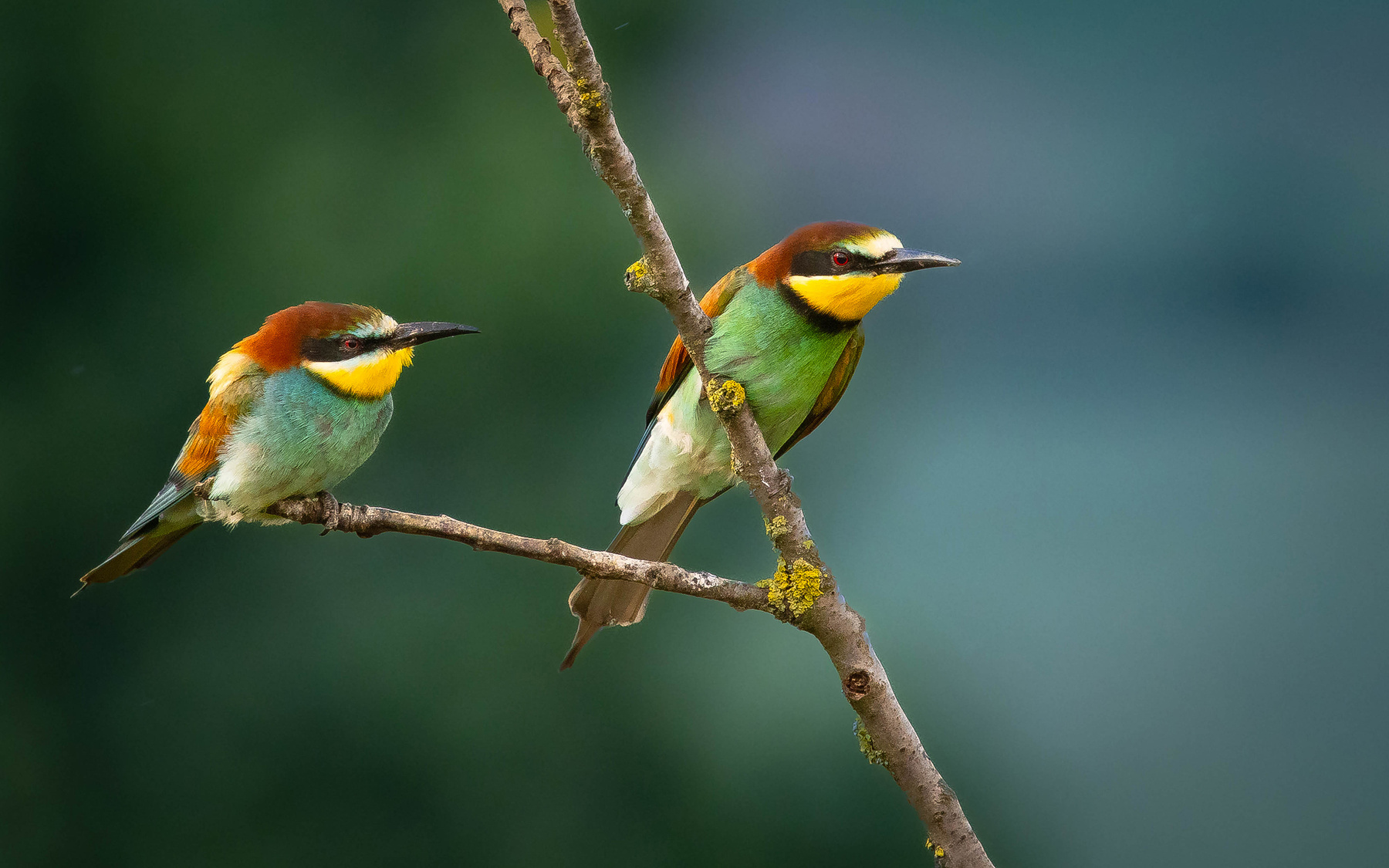 Bee-eater 