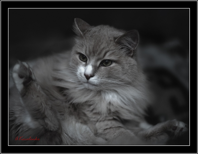 Вступают скрипки... Кот Скрипки Моцарт