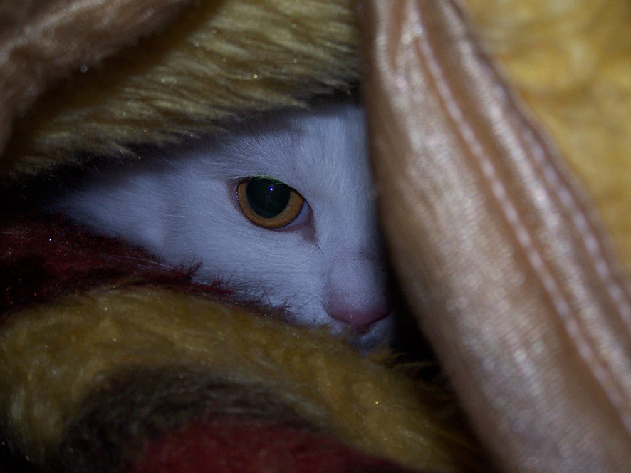 *** кошка