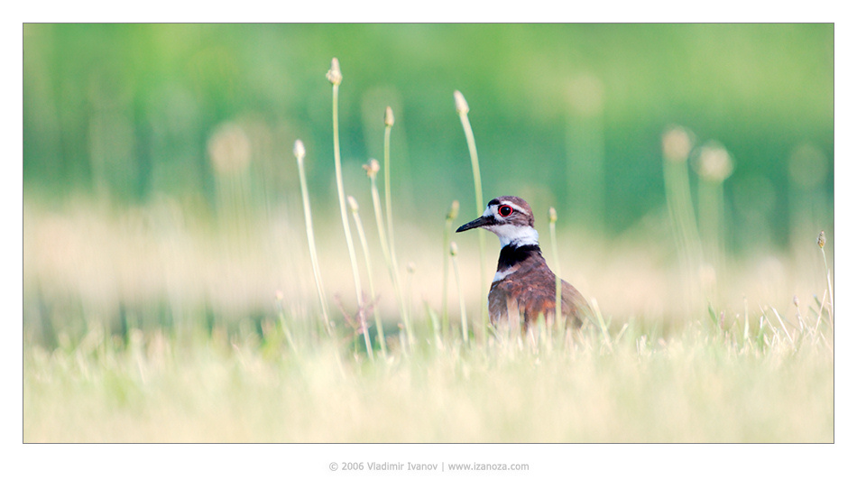 Убей оленя! killdeer крикливый зуёк убей оленя Maryland US