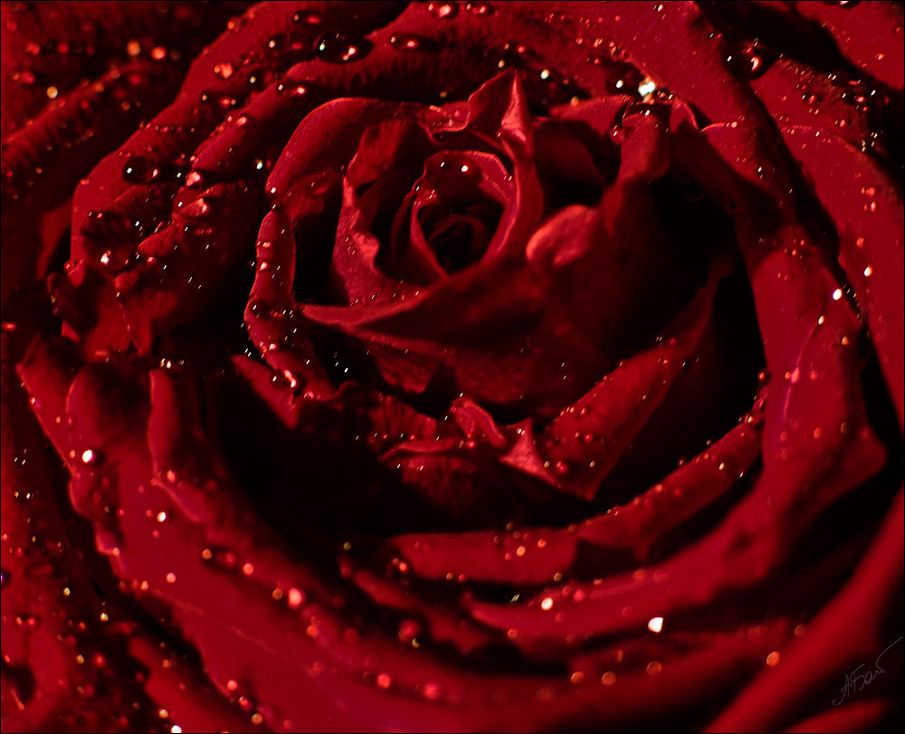 Deep Red III роза цветок роса капли красный лепестки
