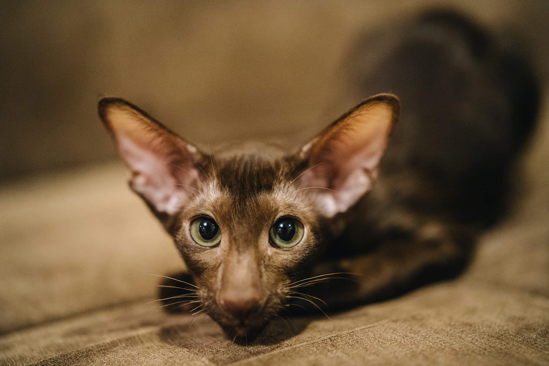 Кот 
