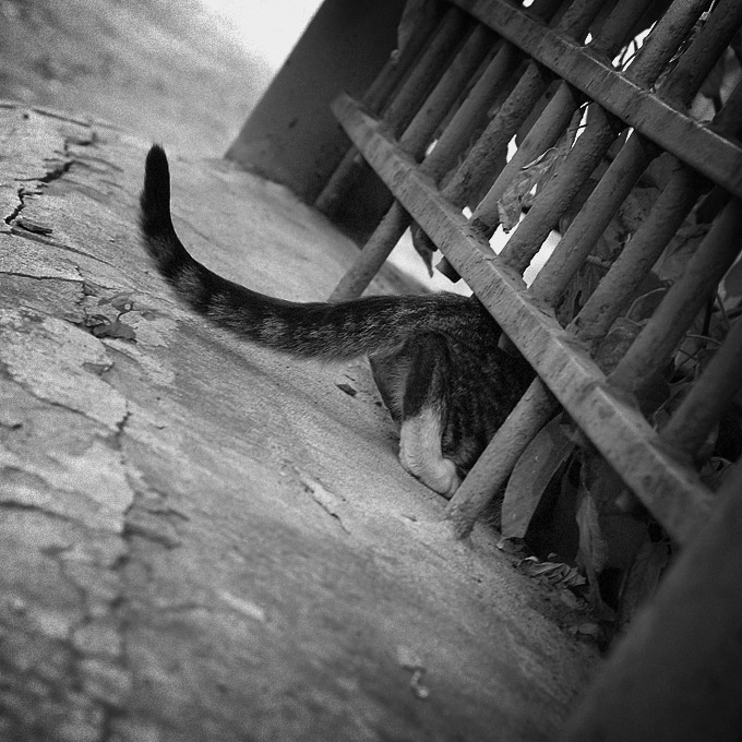 —// —// =^^= котофота