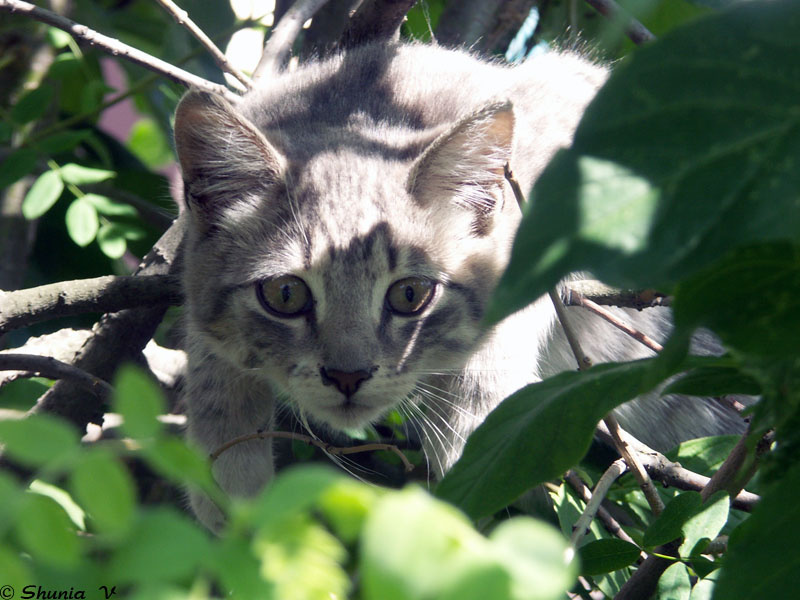 котейка кот, кошка