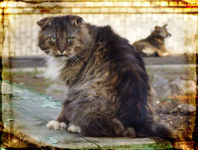 кто собака?! котомафия кот собака