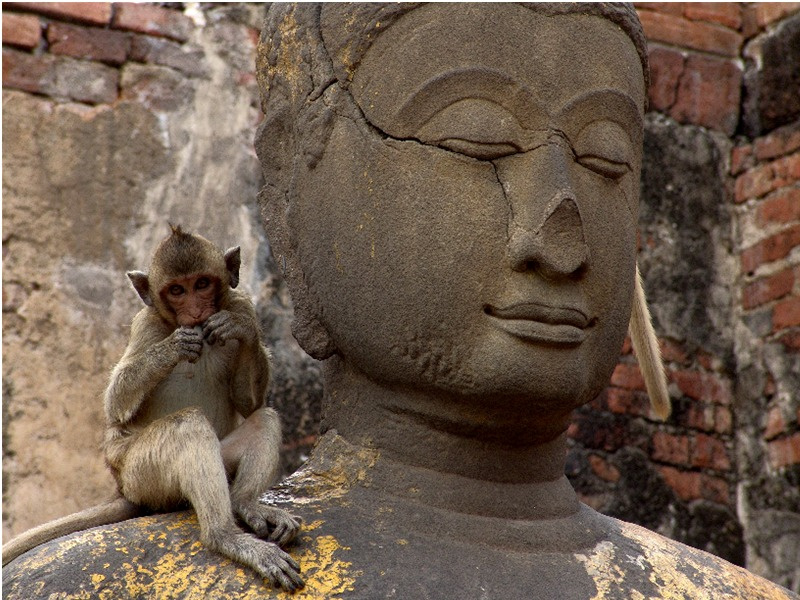 serenity now Thailand monkey buddha nuisance