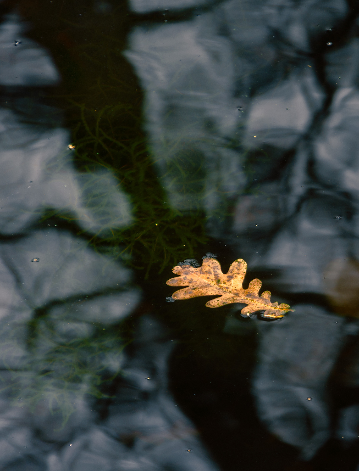 *** лист,вода,осень