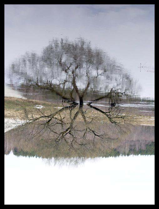 Вода и небо - связь Дерево вода небо отражение гладь