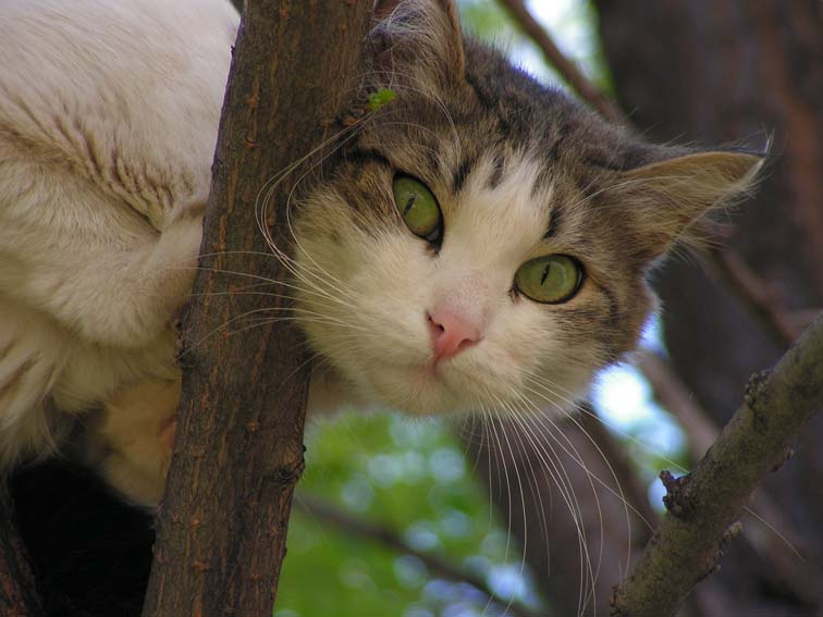 Кот на ветке Кот, усы