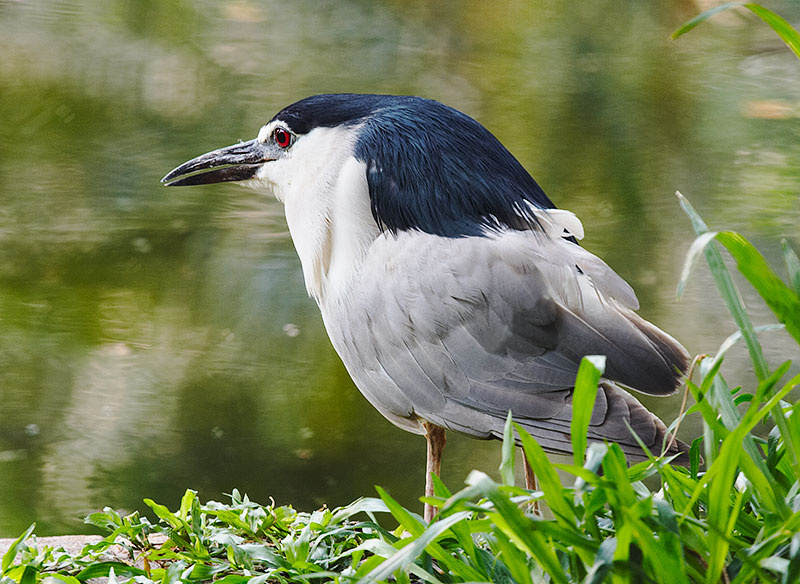 Ква. Ква. кваква Nycticorax nycticorax