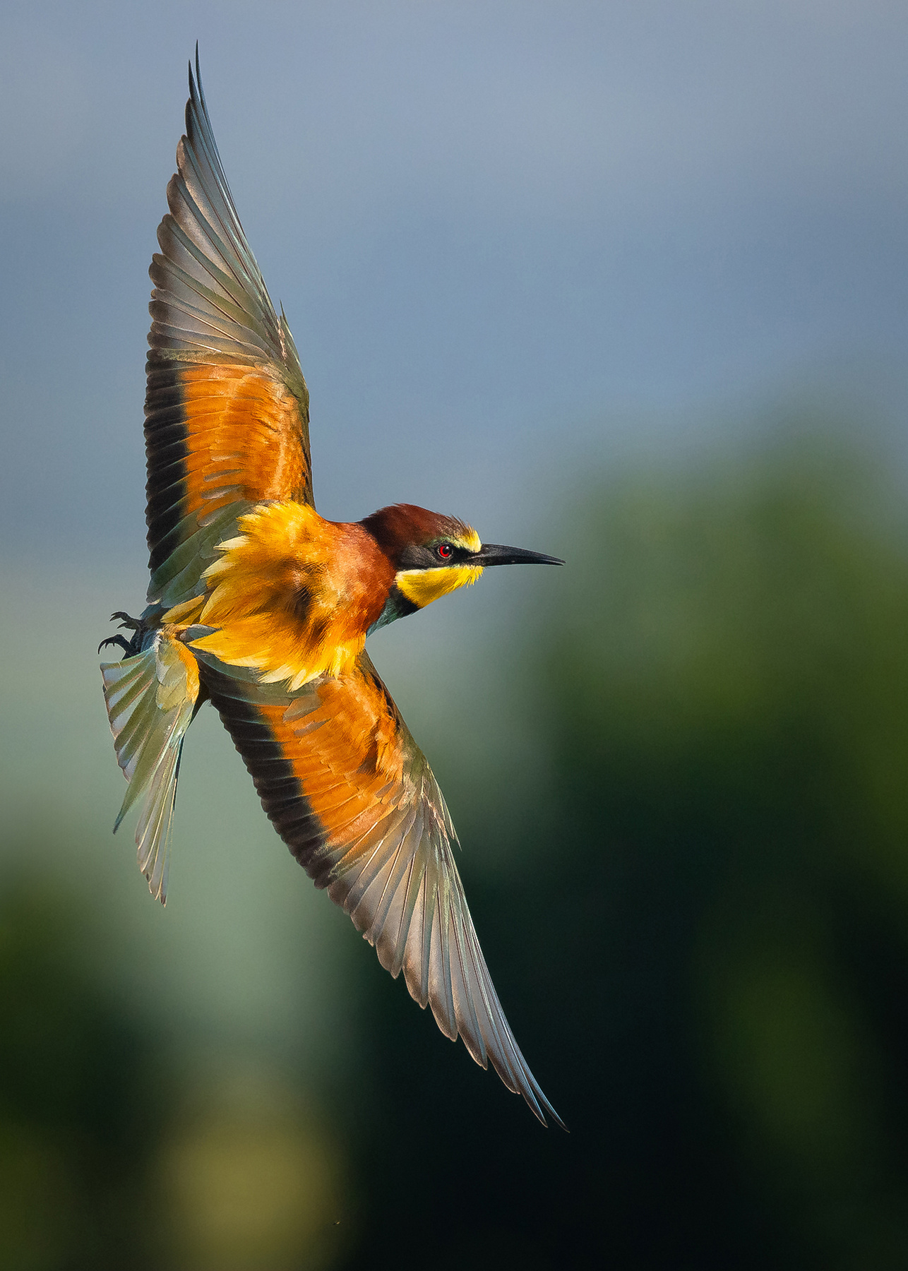 Bee-eater 
