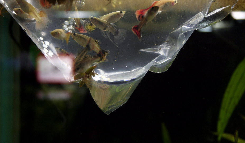 fish zverushki