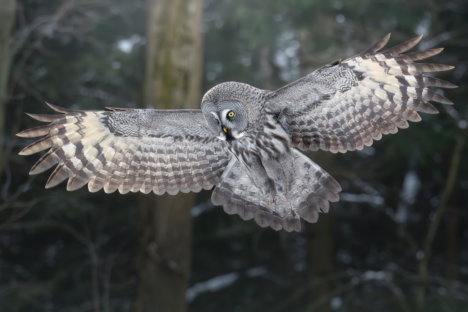 Бородатая неясыть (Strix nebulosa) 