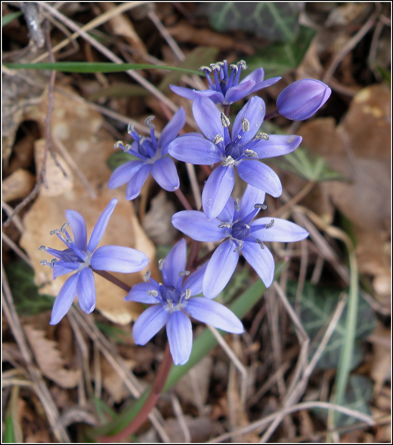 Дети индиго Пролеска. Сцилла. Scilla
