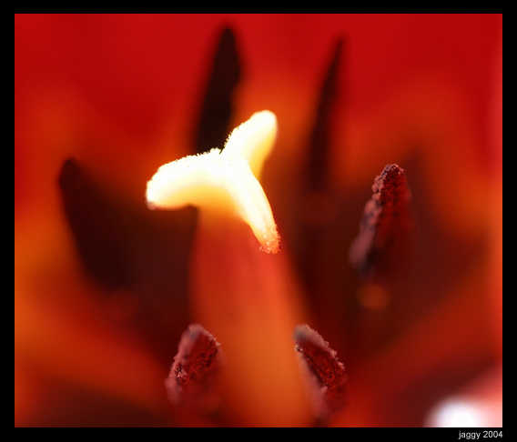 огонь.. in a tulip 