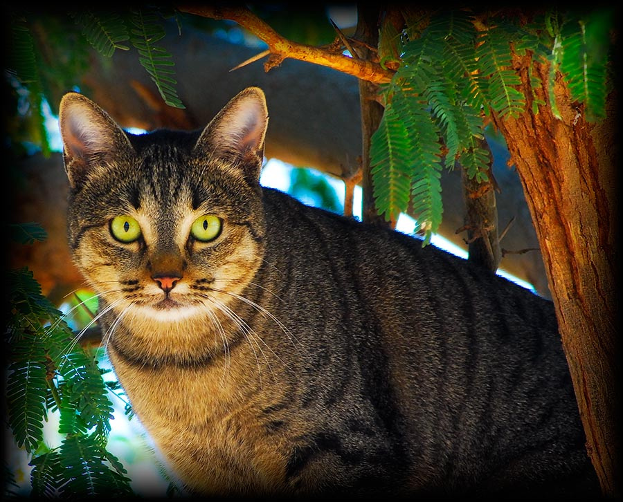 На охоте кошки коты питомцы бездомные