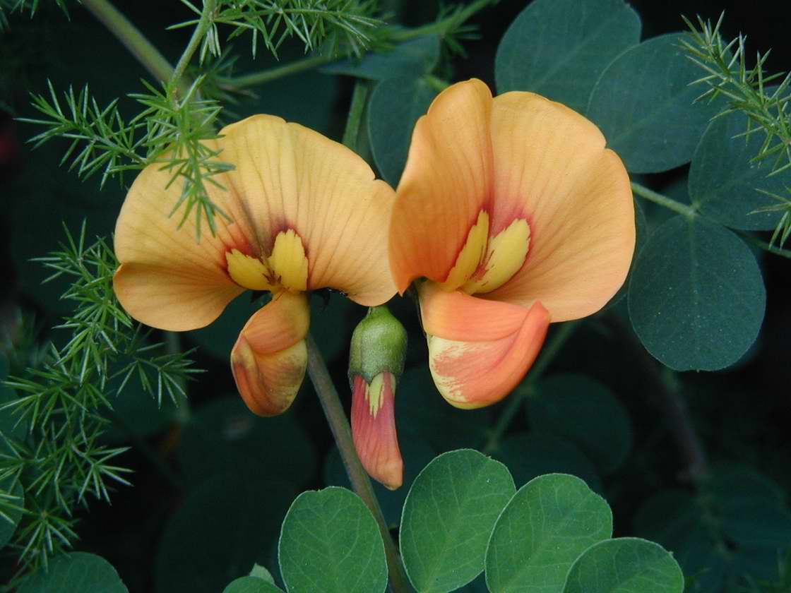 Colutea orientalis Colutea orientalis