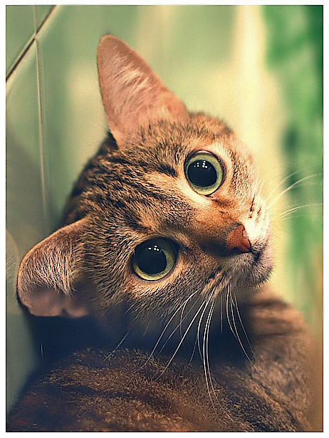 Умная кошка. умная кошка  Взгляд говорит