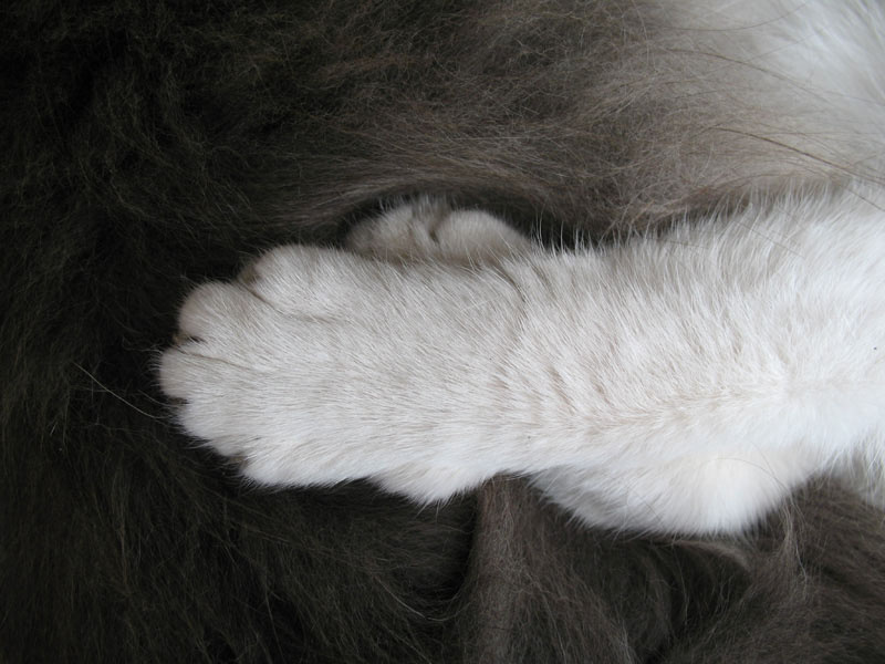Кошачий минимализм - белое на сером коты, черное, белое, серое