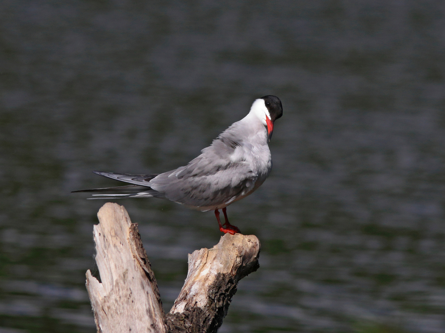 Правда я красивая? Речная крачка Sterna hirundo Common tern