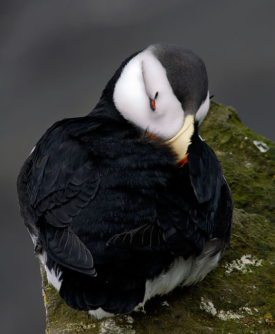 Дрема #2 Ипатка, Fratercula corniculata, Остров Св. Георгия, о-ва Прибылова, Horned Puffin, St. George Island, the Pribilofs, Bering Sea, Alaska