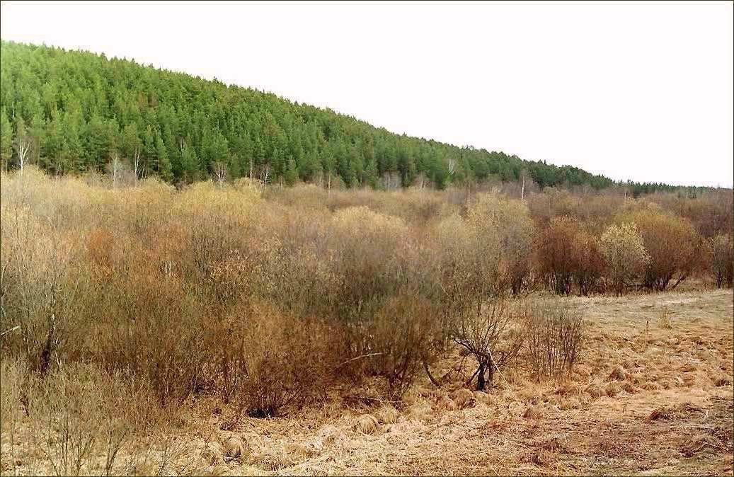 Когда растаял снег. Лес, весна.