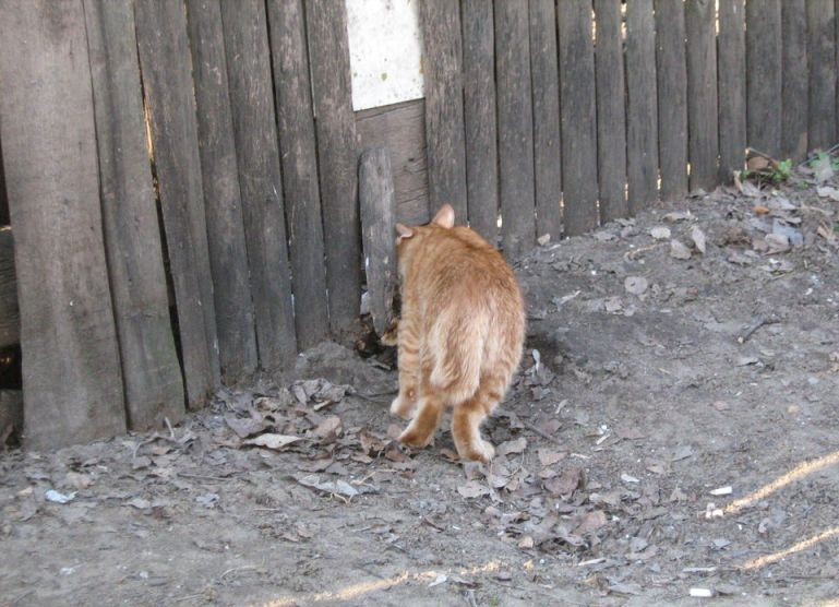 Прятки рыжий кот, прятки