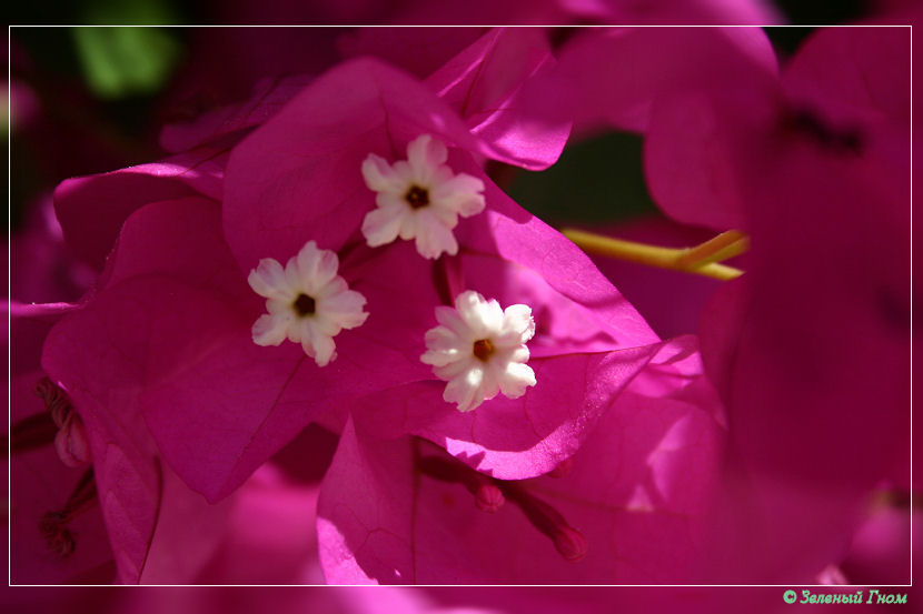 Bougainvillea цветок бугенвилия макро природа