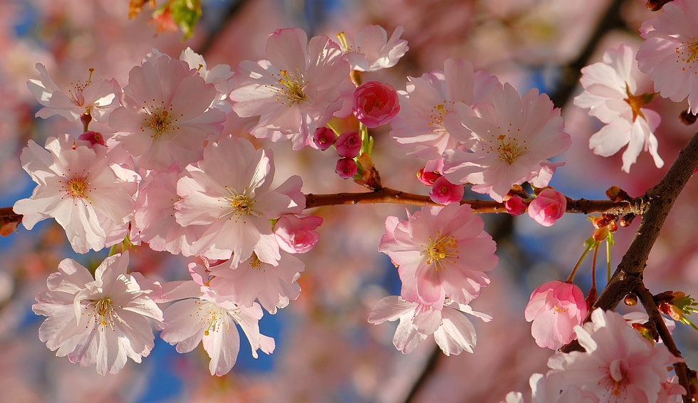 Розовая пора розовые деревья prunus март цветы веточка весна