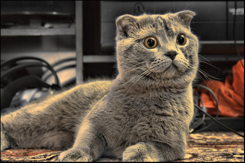 Семен :) кот, британский, hdr
