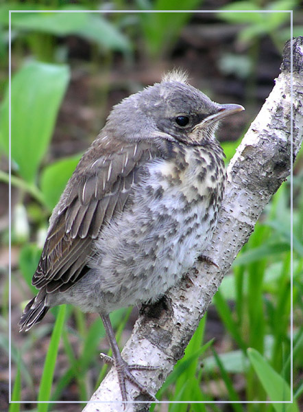 Слёток рябинника дрозд-рябинник fieldfare слёток птенец