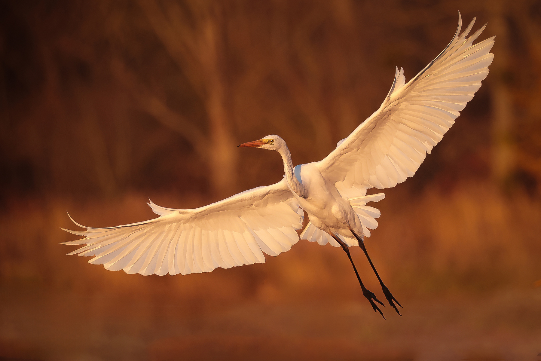 Heron 