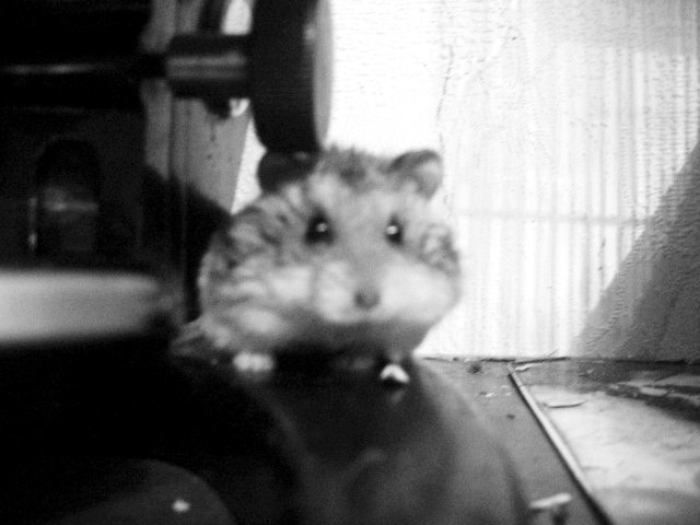 хом 