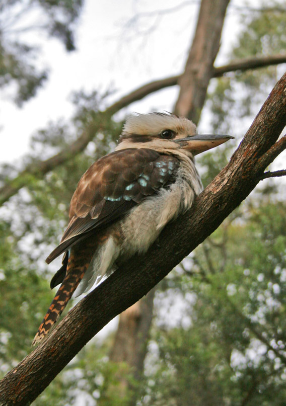 Kookaburra kookaburra australia