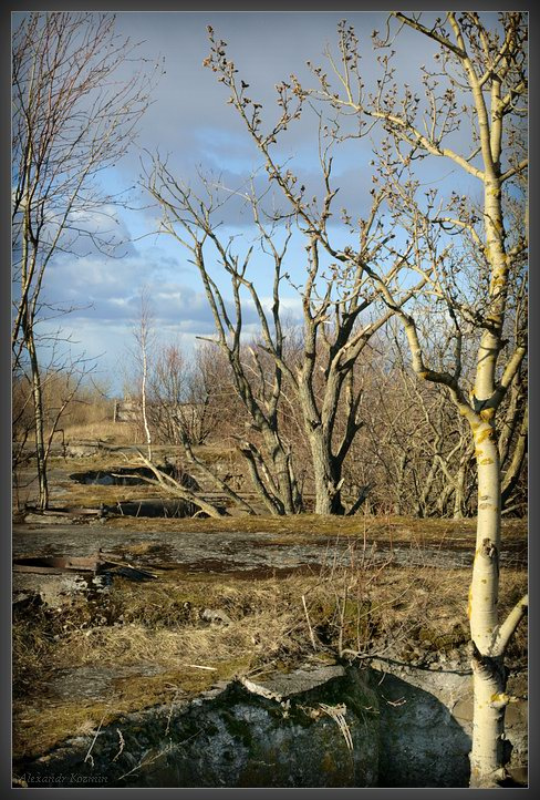 Весна в глубокой обороне / The Spring in deep defence остров Котлин весна дерево небо оборона spring tree sky island Kotlin akozmin