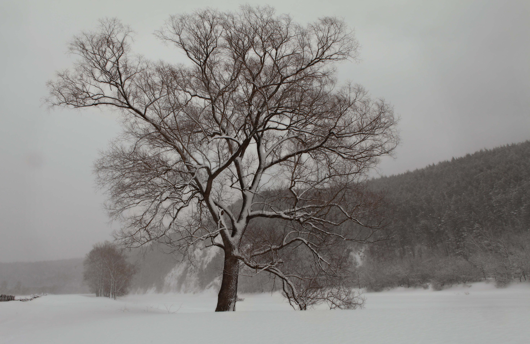Ближе к зиме landscapes, tree, winter, snow, nature, cold, wintry, forest, outdoors, frost, frozen, remote, white, in, solitude, cool, sunlight, park, travel, january, bare, blizzard, season, december, terrain, snowing, backgrounds, пейзажи, деревья, зима, снег, приро