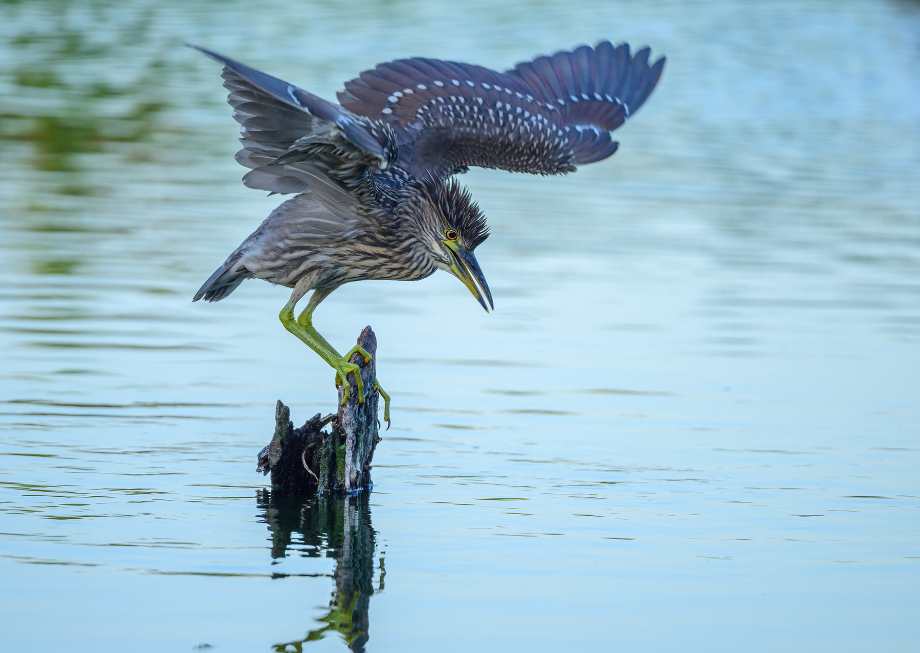 Black-crowned night heron (juvenile) 