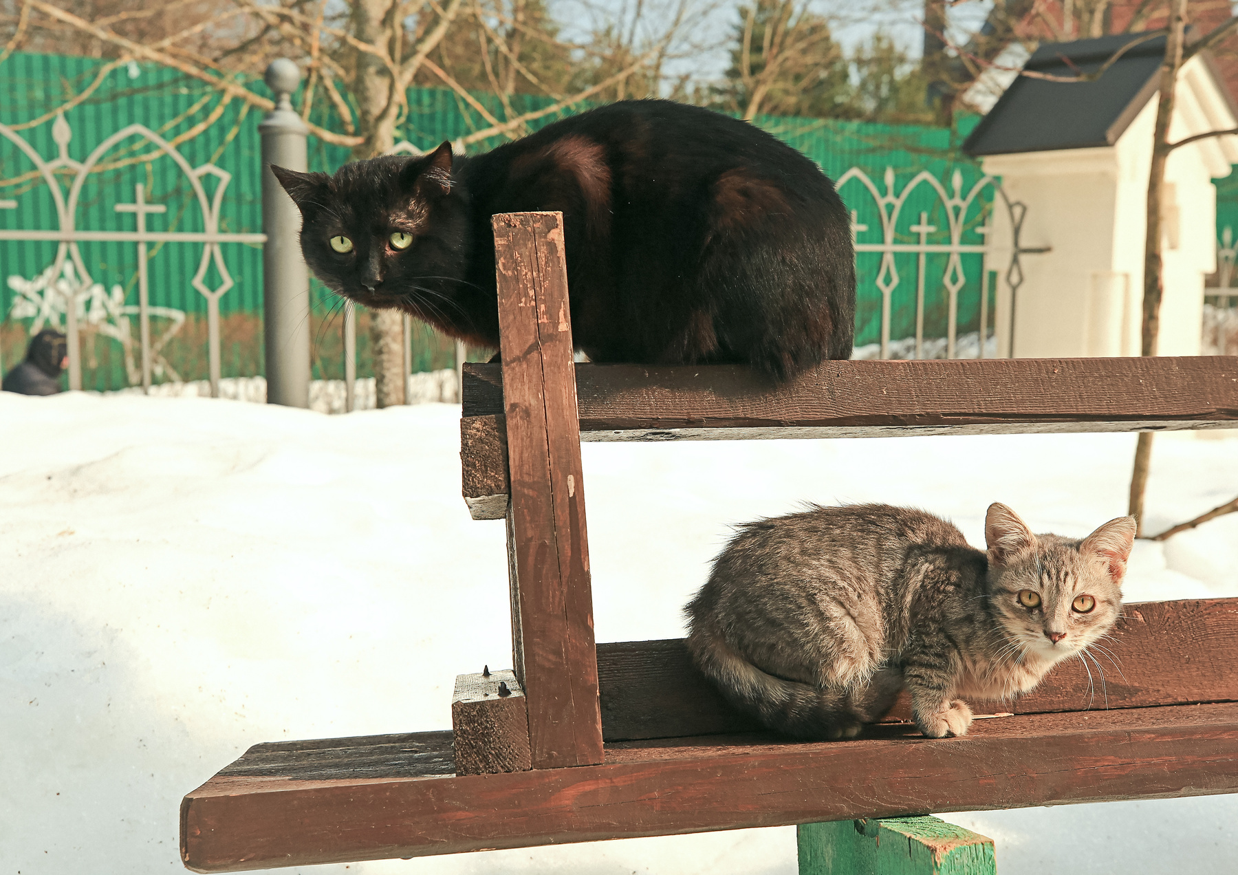 Март кошки весна